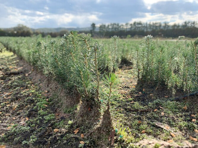 Wisconsin DNR offers free tree seedlings to fourth graders